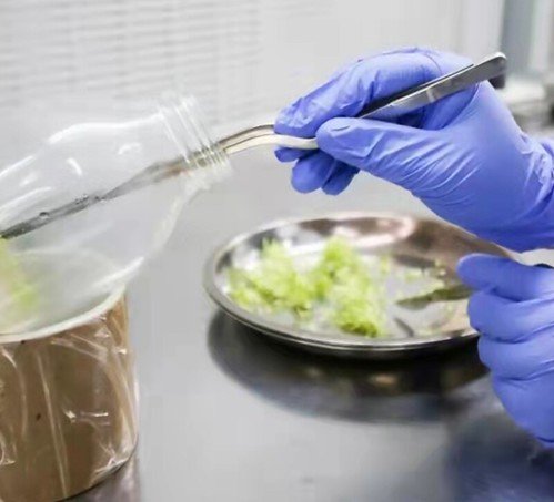 51718775501_22b0b7e43a Đĩa inox ncm