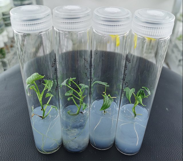 51756952668_5a9a05e48f_z Ống nghiệm nắp vặn nuôi cấy mô