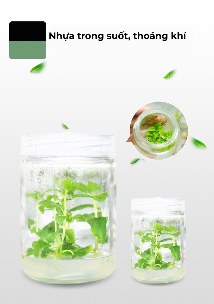 51759487560_a84f1f3e05_b Nhựa-trong-suốt-thoáng-khí---hủ-nhựa-nuôi-cấy-mô