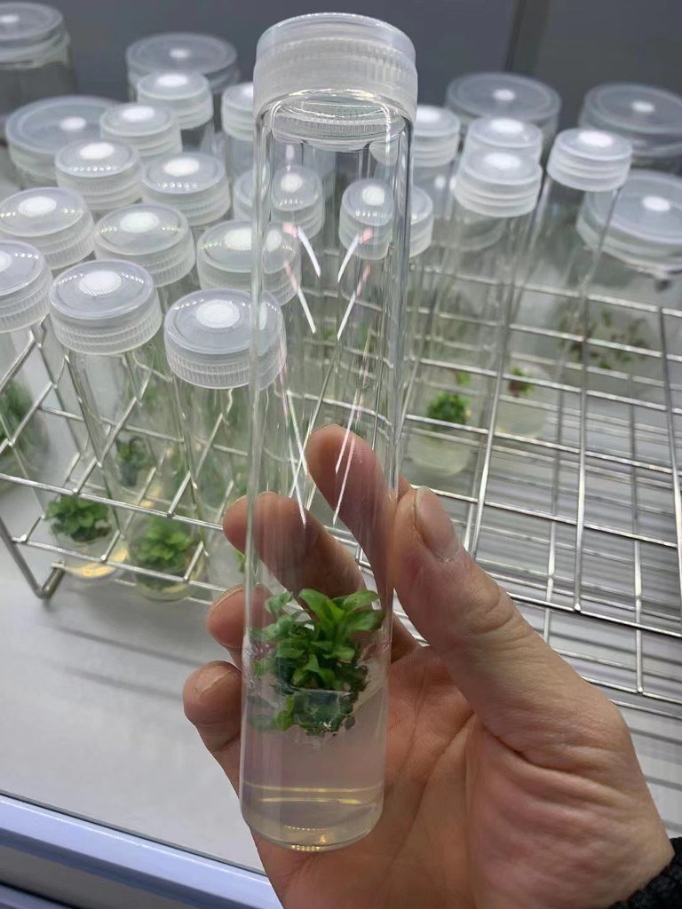 51760805755_d9aa368fea_b Ống nghiệm nắp vặn ncm