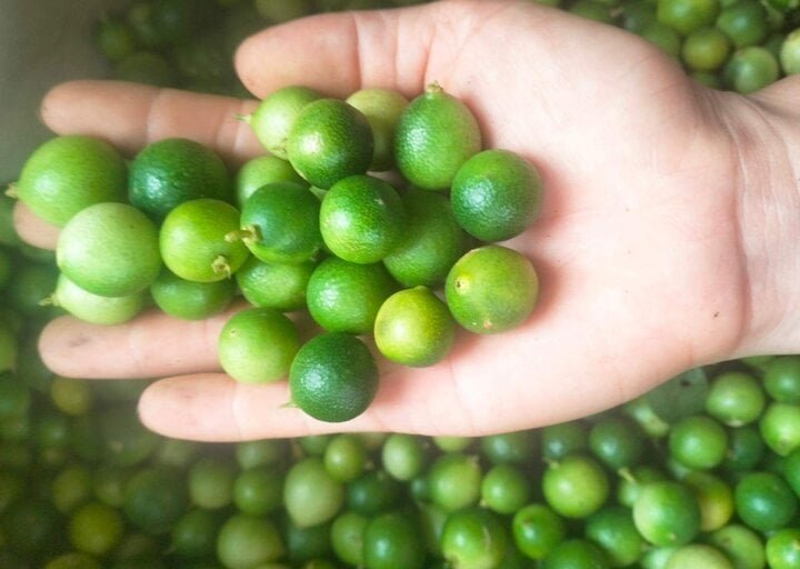 Chanh tí hon lên cơn sốt, cháy hàng liên tục- Ảnh 1. Chanh tí hon lên cơn sốt, cháy hàng liên tục- Ảnh 1.